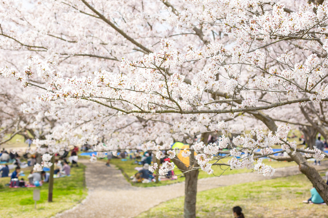 桜が満開の公園の写真